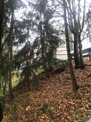 Pseudotsuga menziesii