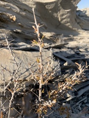 Tetradymia nuttallii