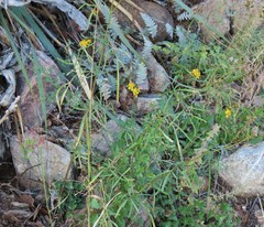 Coreocarpus arizonicus