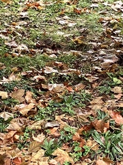 Zonotrichia albicollis