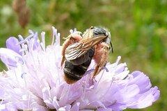 Andrena hattorfiana
