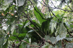 Calanthe masuca