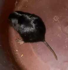 Ctenomys