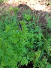 Echthromorpha intricatoria