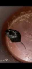 Ctenomys
