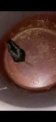Ctenomys
