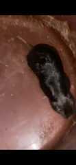 Ctenomys