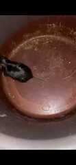 Ctenomys