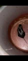 Ctenomys
