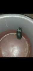 Ctenomys