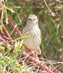 Prinia maculosa