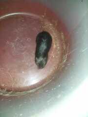 Ctenomys