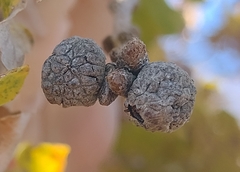 Andricus caliciformis