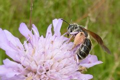 Andrena hattorfiana