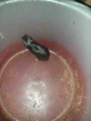 Ctenomys
