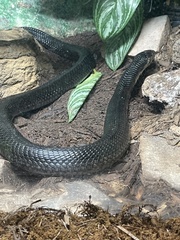 Naja guineensis
