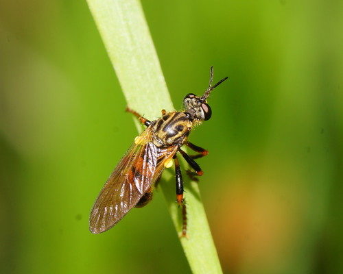 Austrosaropogon claviger