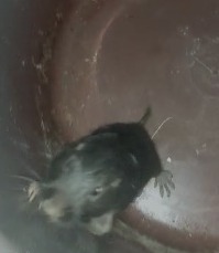 Ctenomys