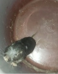 Ctenomys