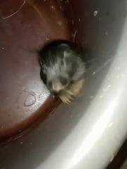 Ctenomys