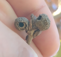 Andricus caliciformis