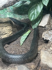 Naja guineensis