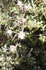 Dimorphotheca nudicaulis graminifolia