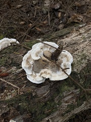 Fuscopostia fragilis