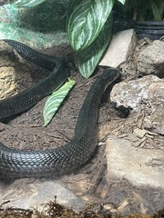 Naja guineensis