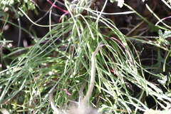 Dimorphotheca nudicaulis graminifolia