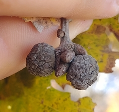 Andricus caliciformis