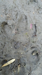 Hydrochoerus hydrochaeris