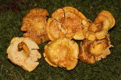 Cantharellus lewisii
