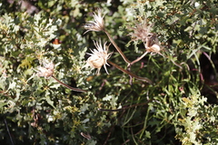 Dimorphotheca nudicaulis graminifolia