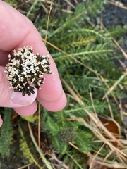 Achillea millefolium
