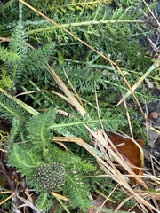 Achillea millefolium