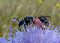 Andrena hattorfiana