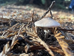 Lepiota atrodisca