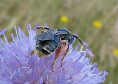Andrena hattorfiana