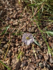 Bouteloua barbata