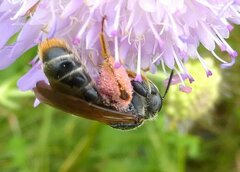 Andrena hattorfiana