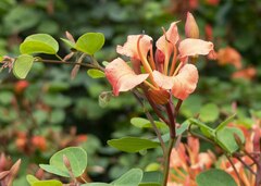 Bauhinia galpinii