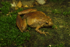 Microhyla