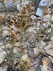 Solidago nana