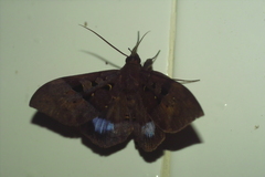 Ischyja marapok