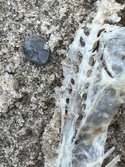 Charadriiformes