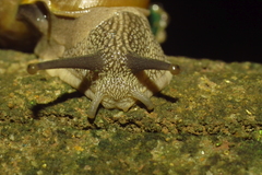 Nesiohelix