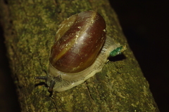 Nesiohelix