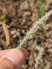 Pappophorum bicolor