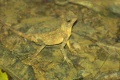 Acanthosaura lepidogaster